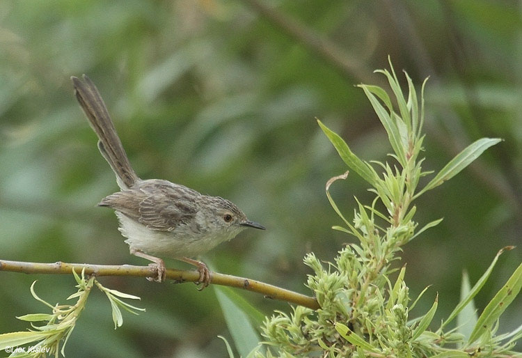   Prinia gracilis Graceful Prinia                                      ,  2010.: 